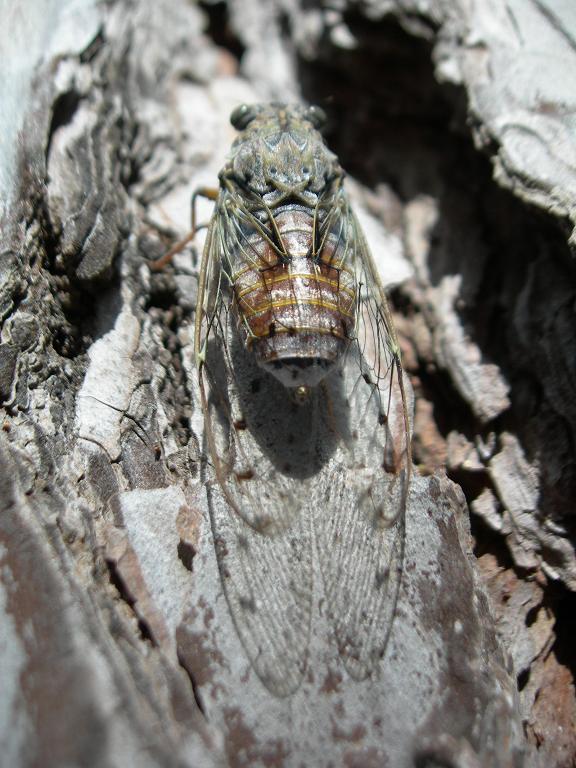 Cicada orni